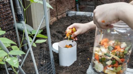food scraps into compost