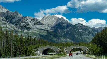 Wildlife crossing - animal bridge - animal crossing