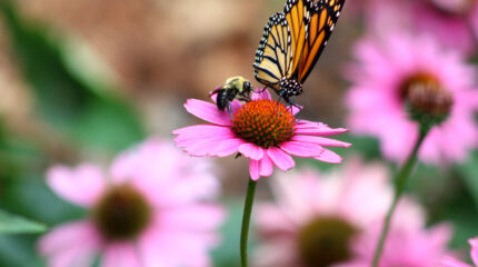 butterfly and bee on flower - urban ecosystems