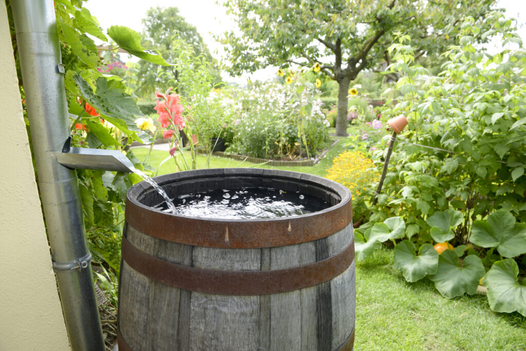 rainwater harvesting - rain barrel in garden