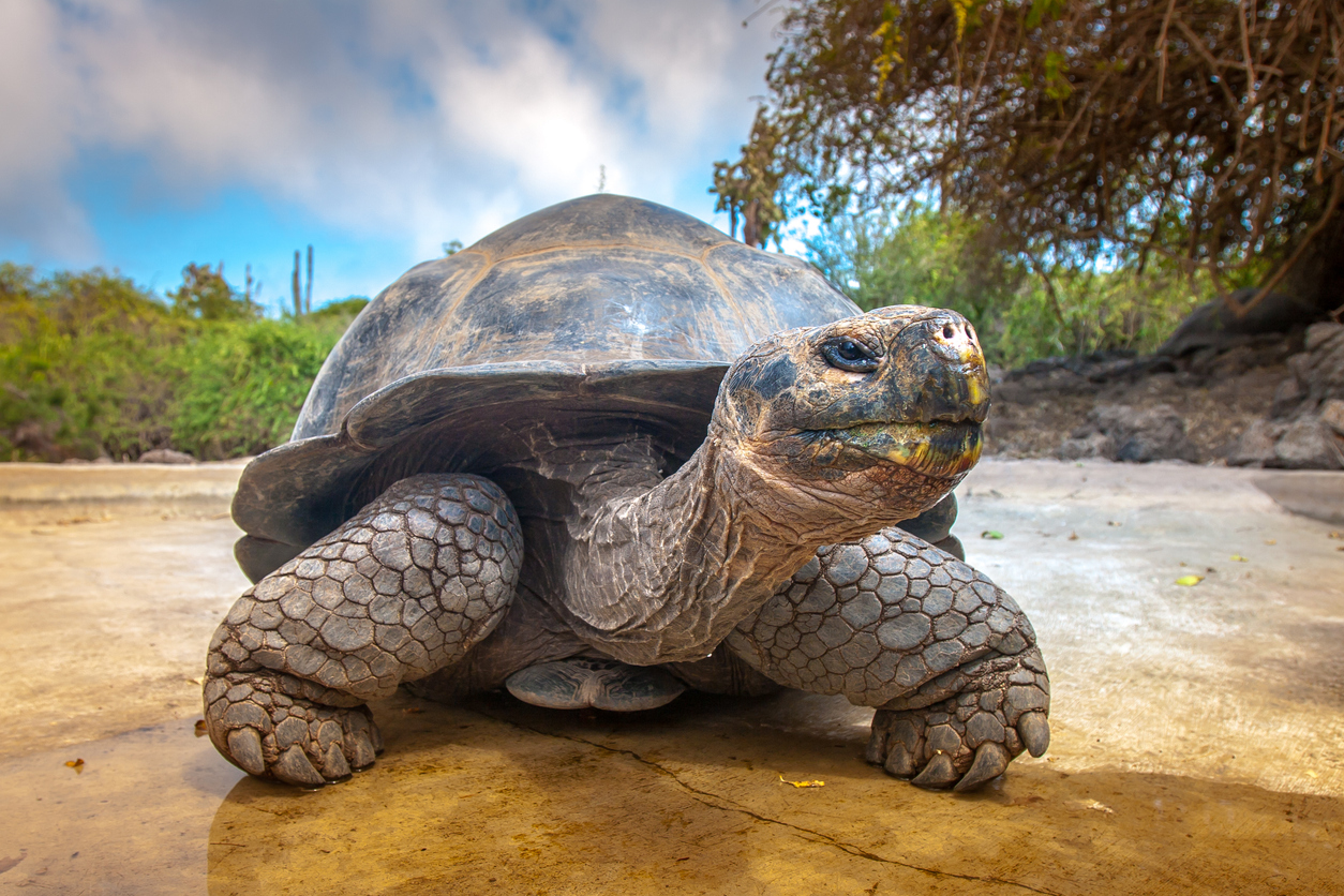 Giant tortoise Galapagos Islands