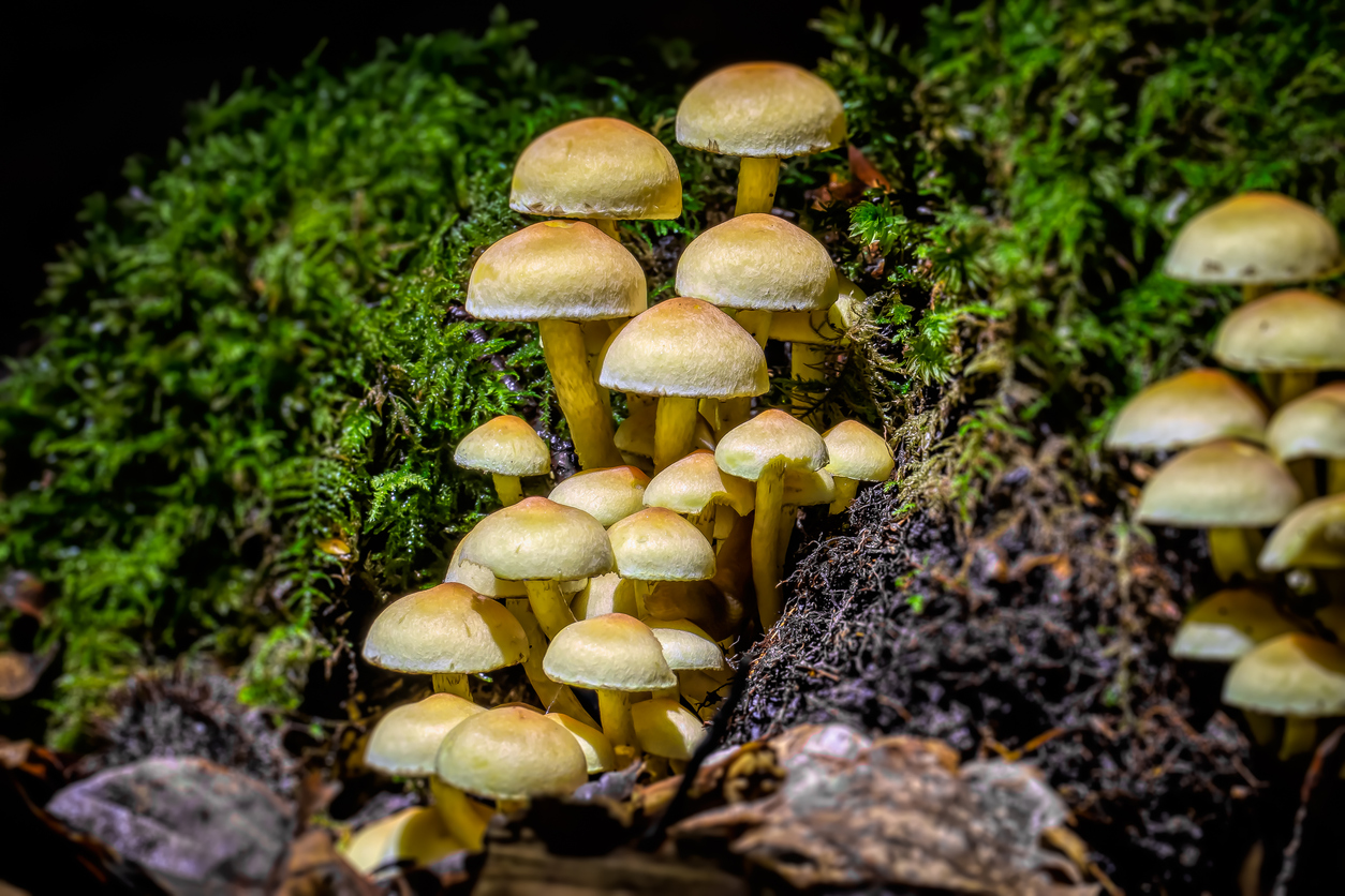Sustainable promise of mushrooms-based products