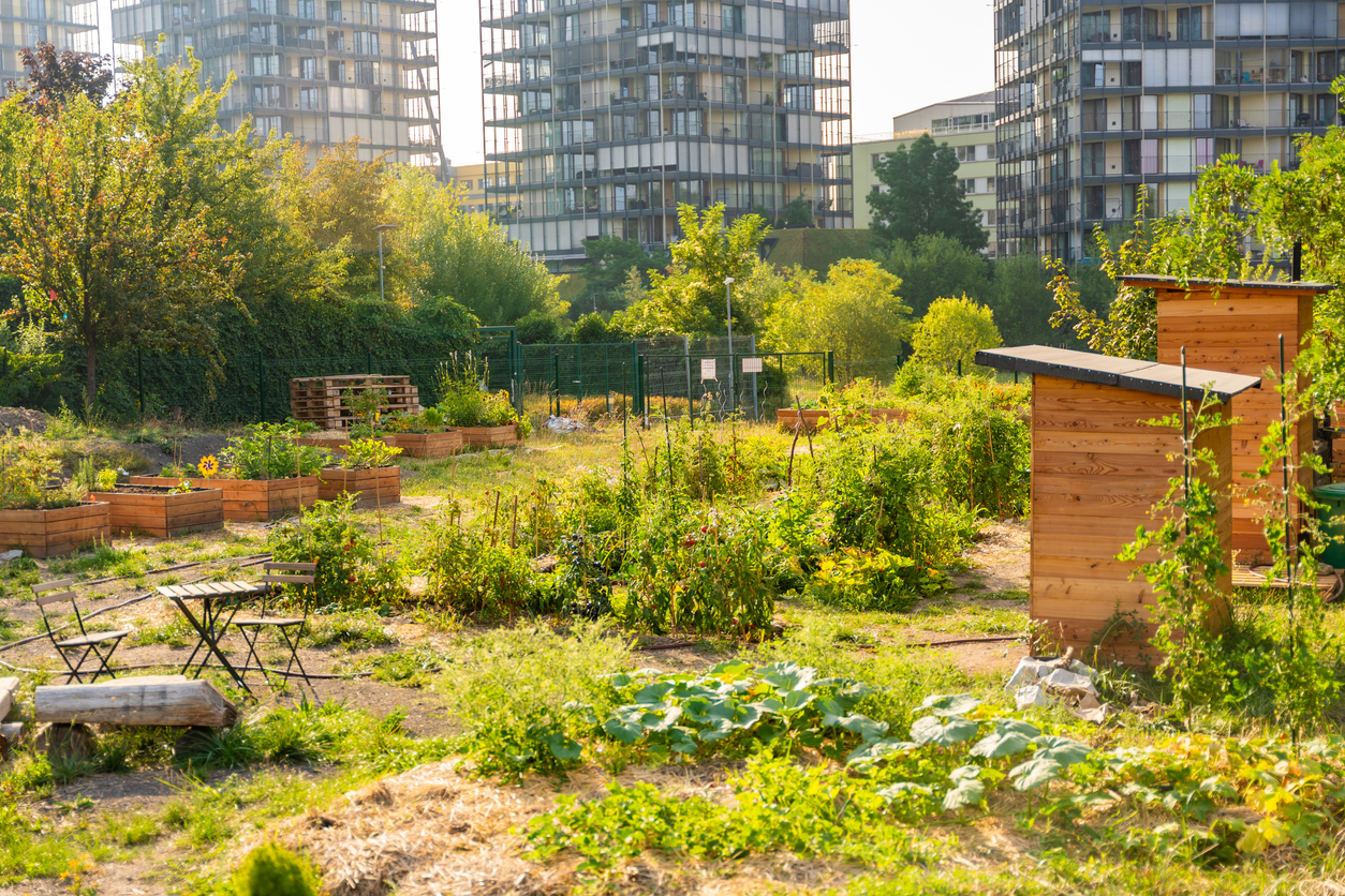 urban community garden