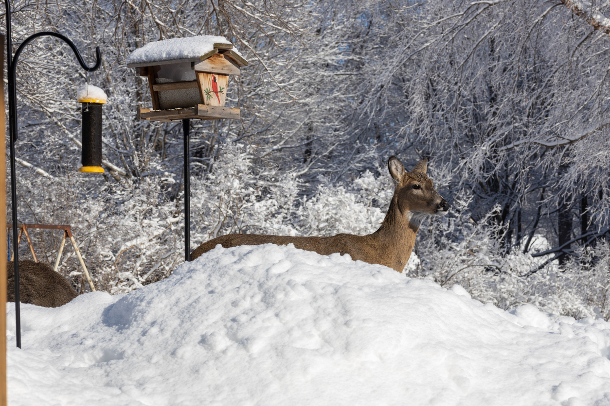 winter wildlife - backyard habitats