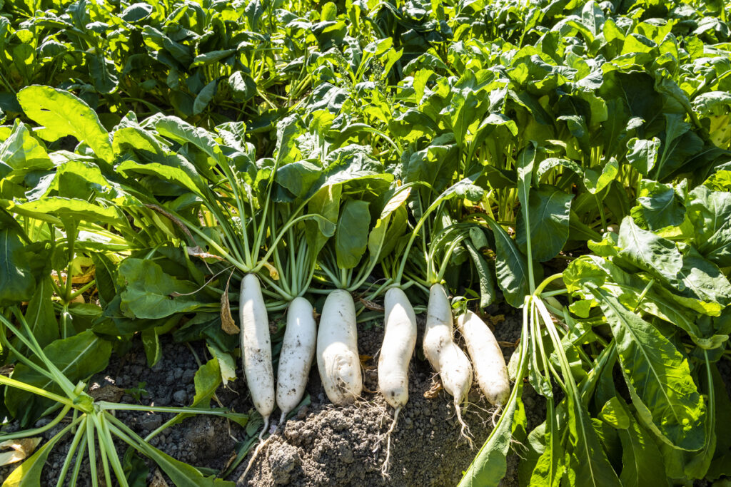 Cover cropping farming crops tillage radish