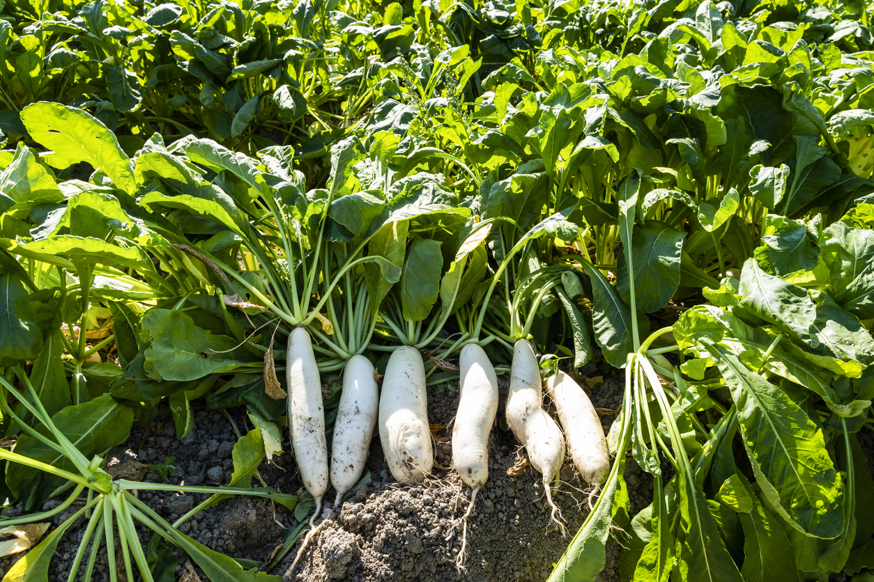 Cover cropping farming crops tillage radish