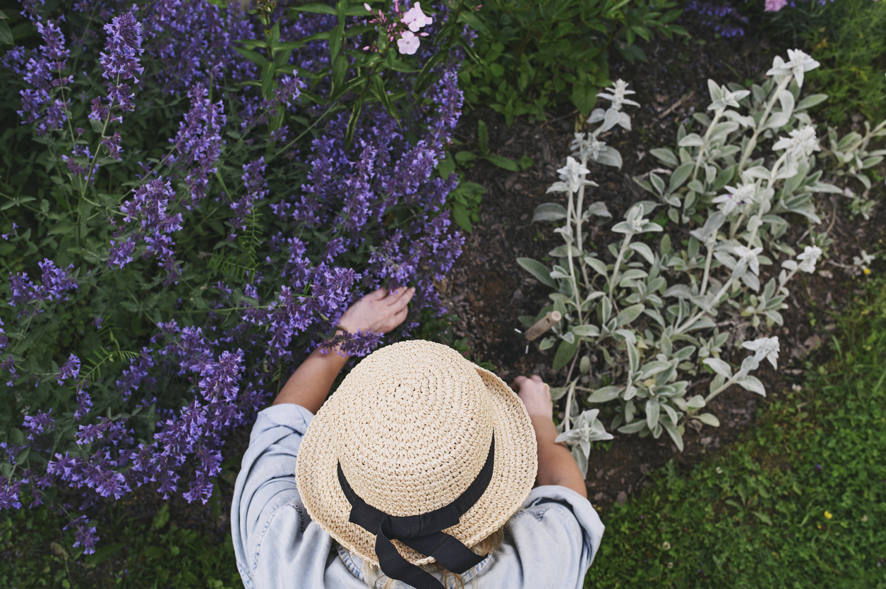 plants to put in urban or suburban garden