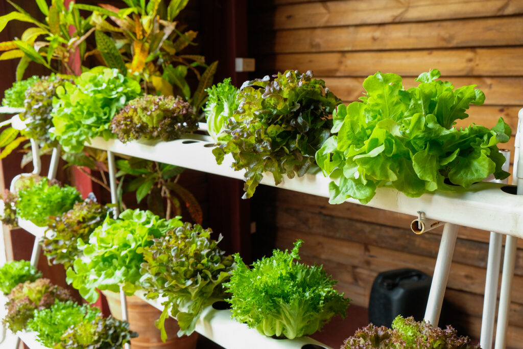 Indoor hydroponic gardening