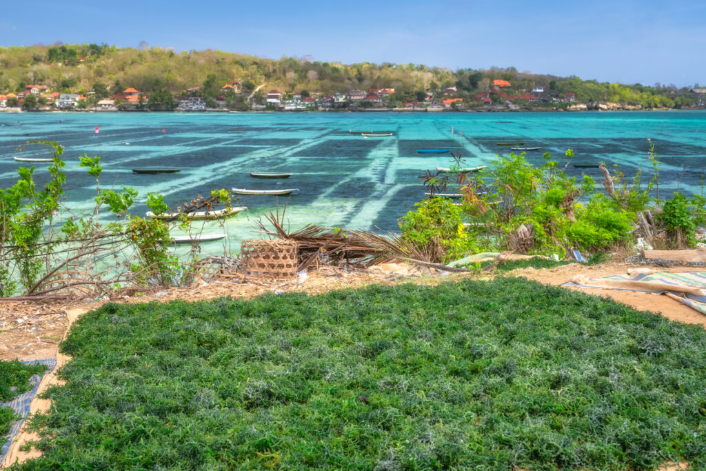 Credit: Dawid Kalisinski Photography algae farming - blue innovation hubs