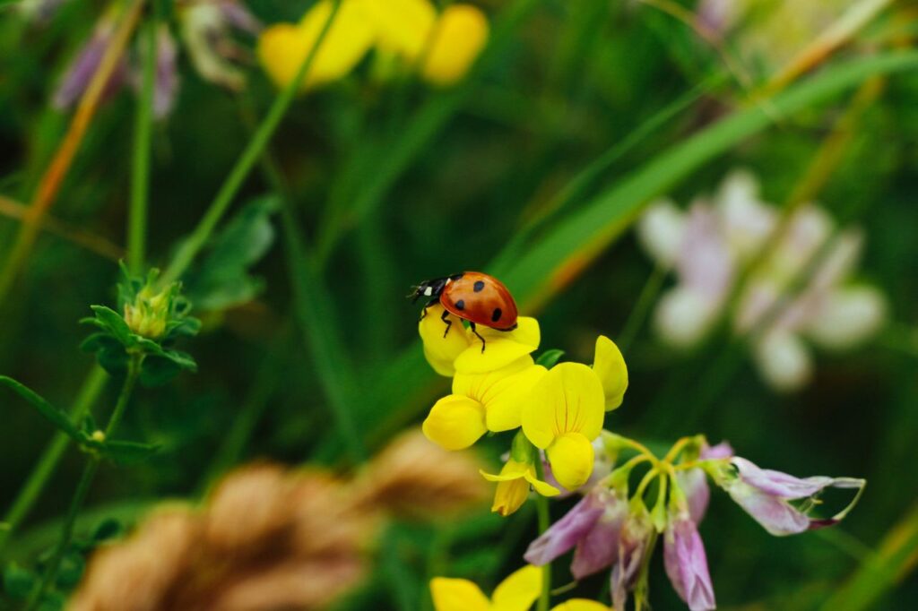 Photo by Michael via Pexels ladybug to help with eco-friendly pest control